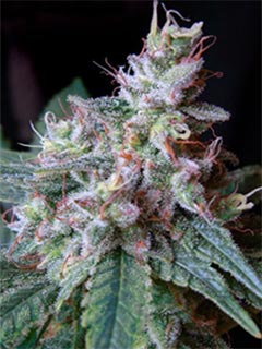 cream caramel auto