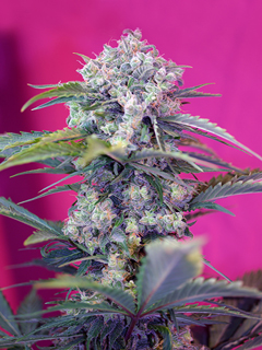 cream mandarine xl auto